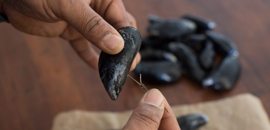 Mussels 2